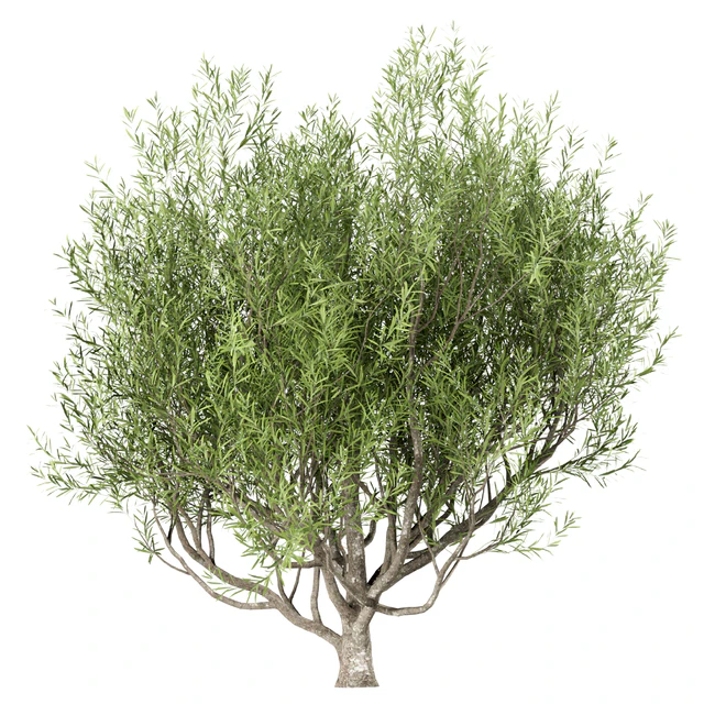 Set of Olive Trees (Olea Europaea) (3 Trees) — Descargar