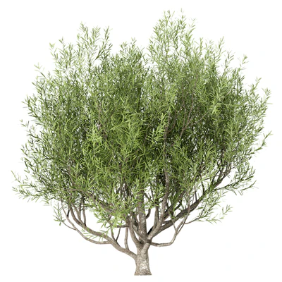Set of Olive Trees (Olea Europaea) (3 Trees) — Ver 4