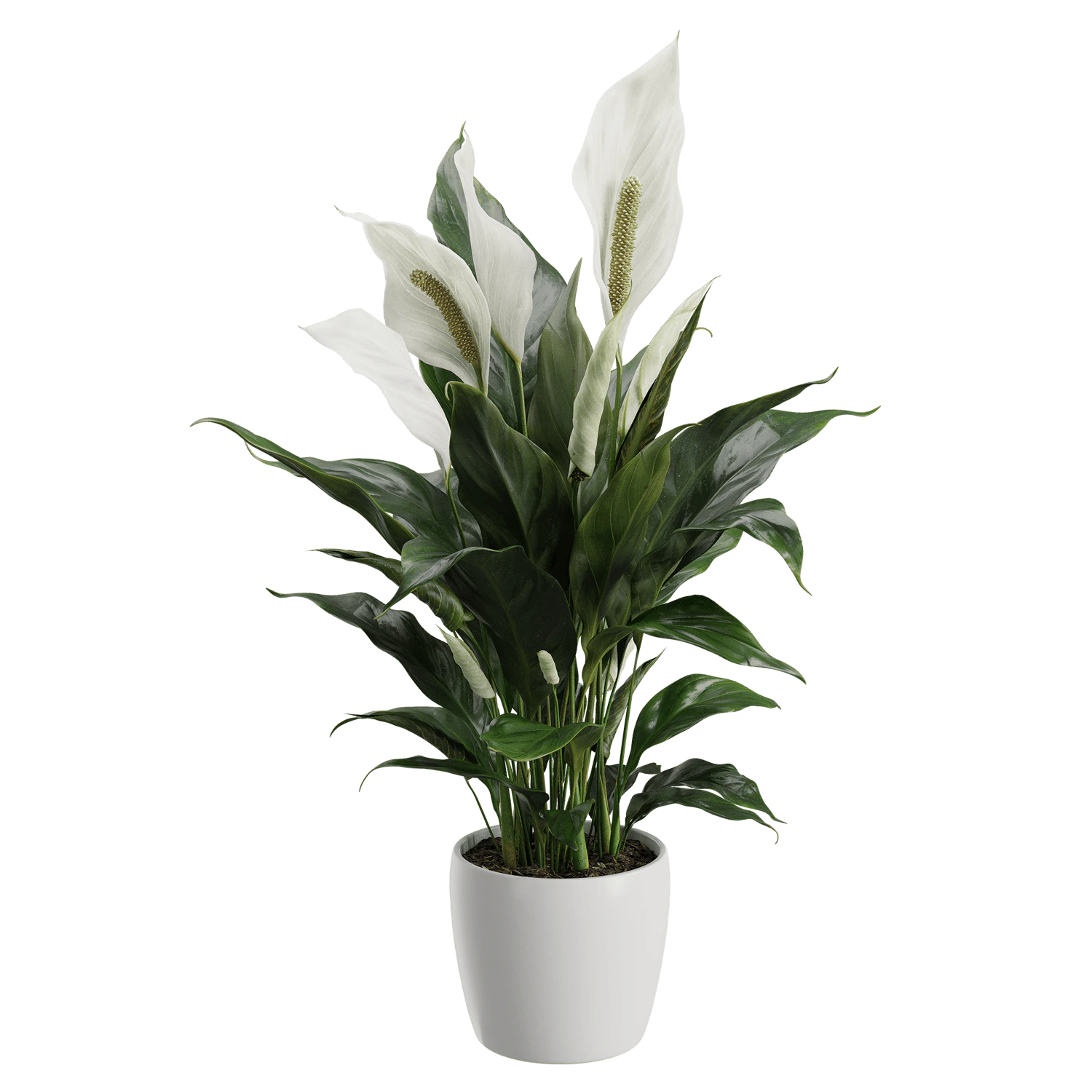plant peace lily — Descargar