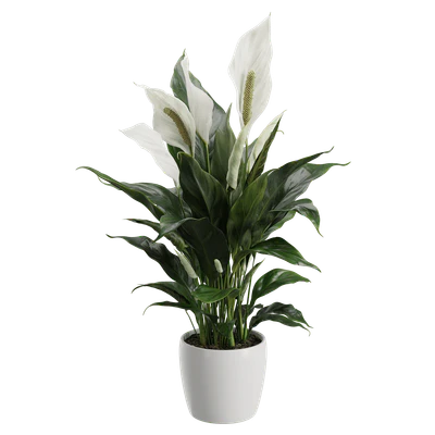 plant peace lily — Descargar