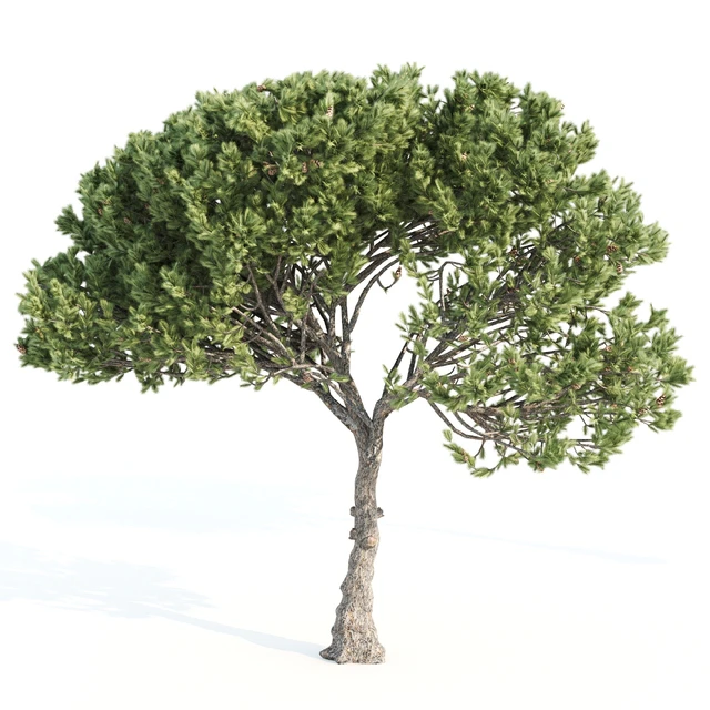 2 Italian pine corona — Скачать