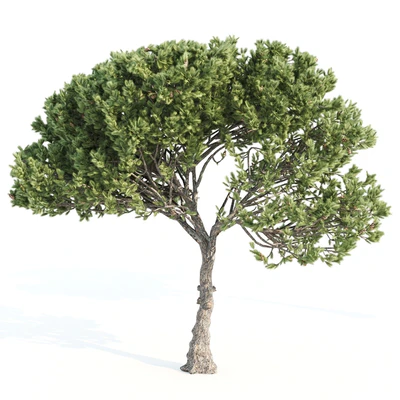 2 Italian pine corona — Вид 2