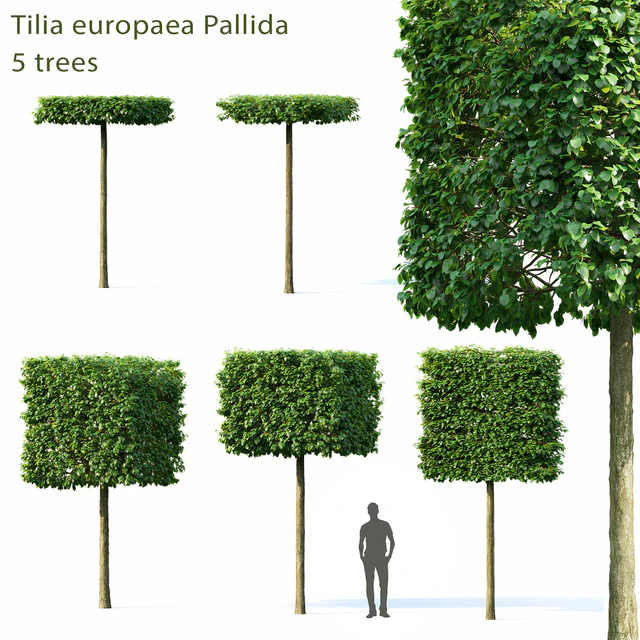 Tilia Europea — Скачать