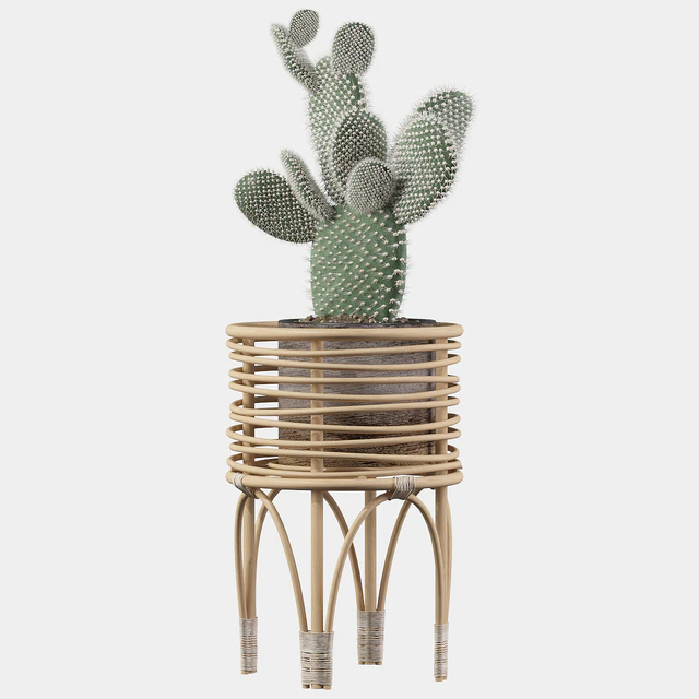 Plants collection 049 - Opuntia microdasys 04 — Скачать