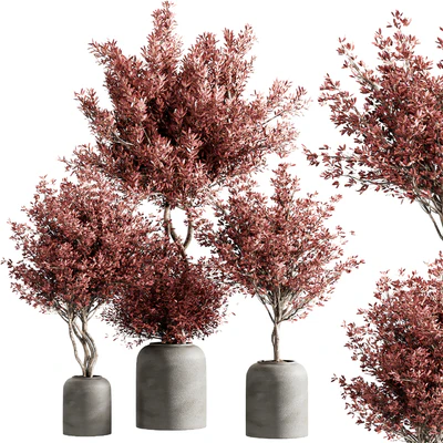 indoor plant set 21 — Вид 1