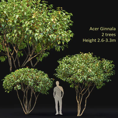 Acer — Вид 1