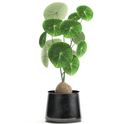 A small exotic flower in a metal pot with Stephania Erecta. Set 894. — Ver 3