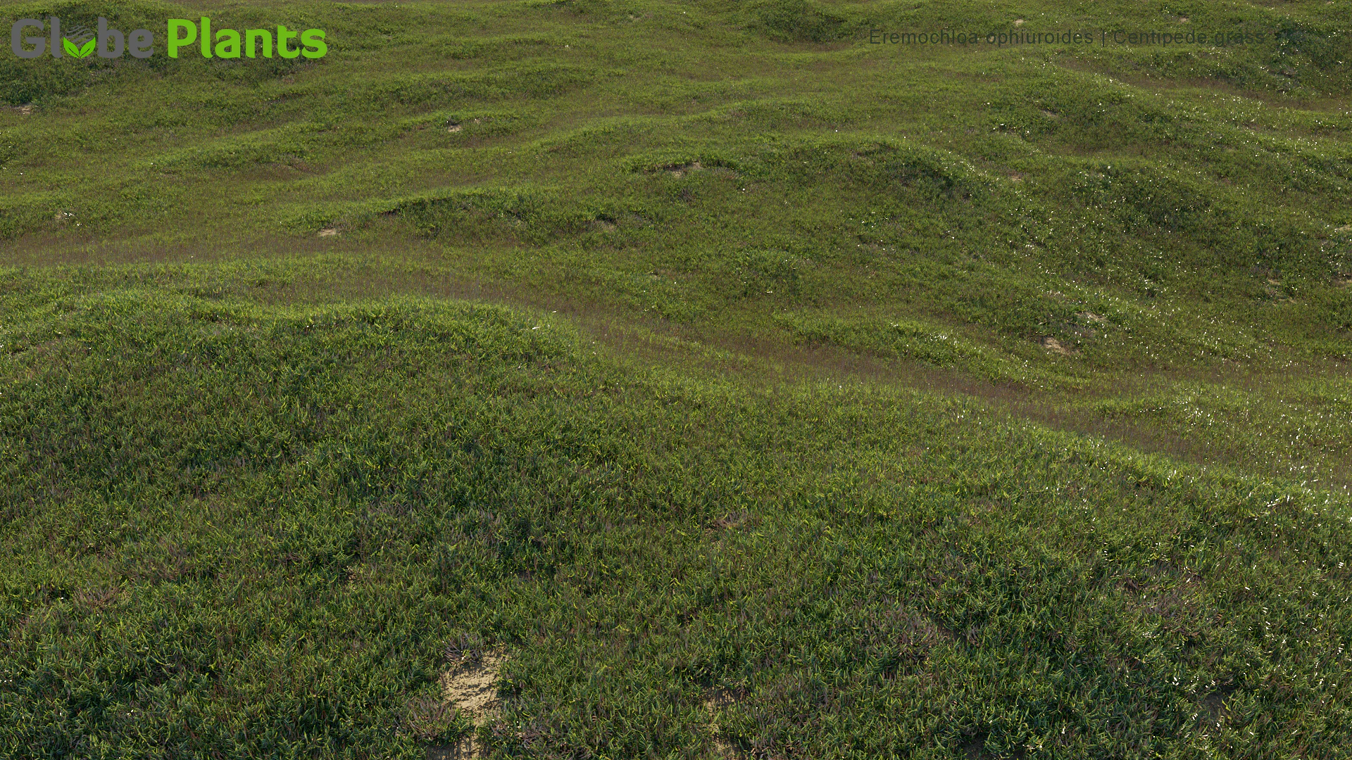 eremochloa ophiuroides — Скачать