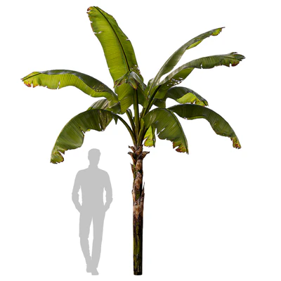 banana palm — Ver 1