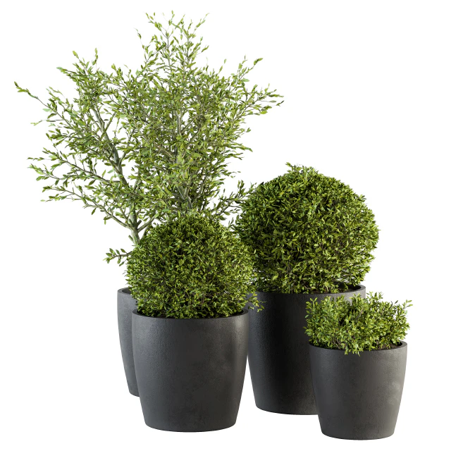 Outdoor Plant Set 209 - Plant and Tree in Pot — Скачать