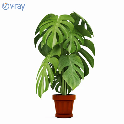 Monstera Plants 2 — Ver 1
