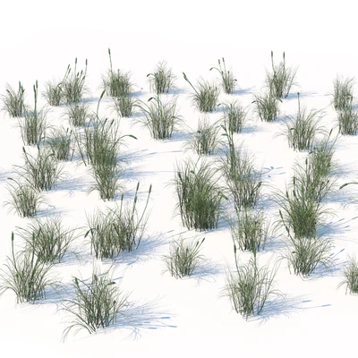 Broadleaf cattail grass cluster — Вид 2