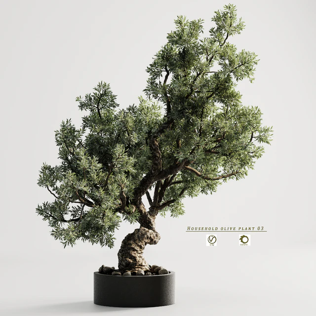 Household olive plant 03 — Скачать