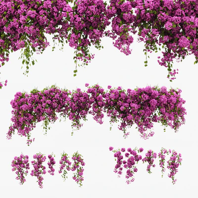 Bougainvillea Climber — скачать