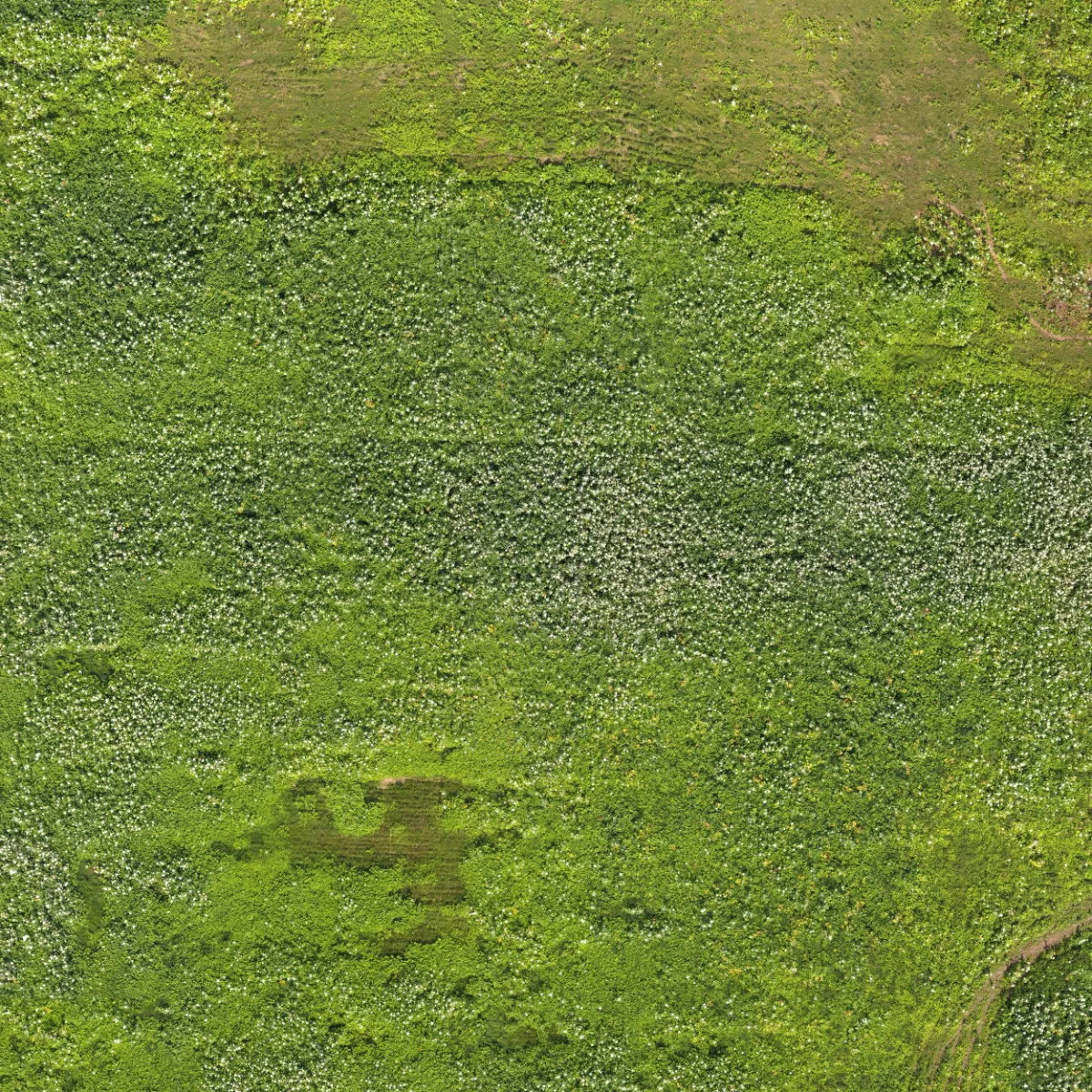field summer 019 — Descargar