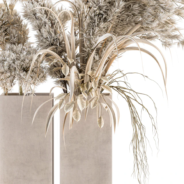 Dry plants 39 - Dried Plant Pampas — Descargar