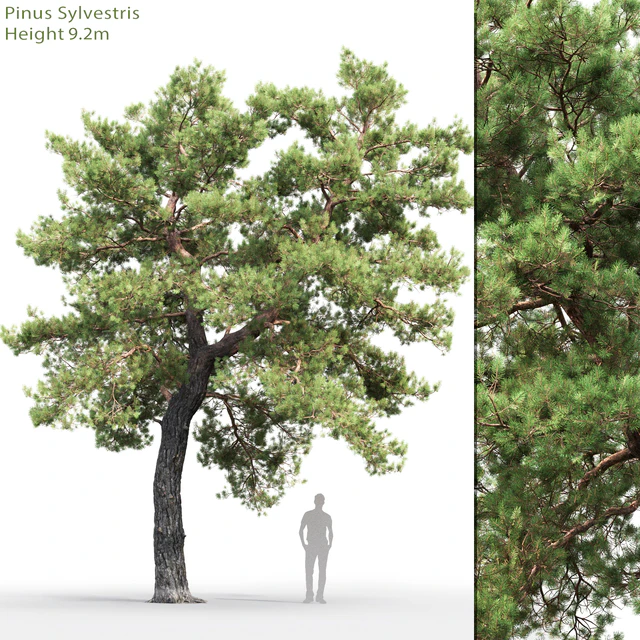 Pine — Descargar