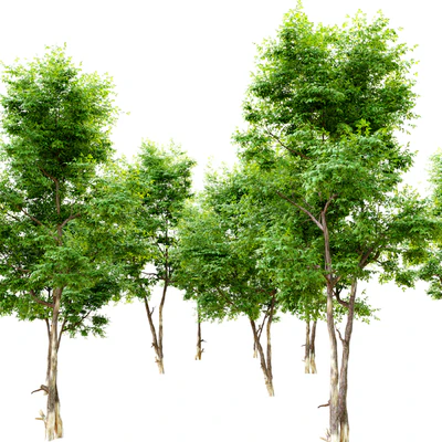 Ash tree 6 — Вид 2