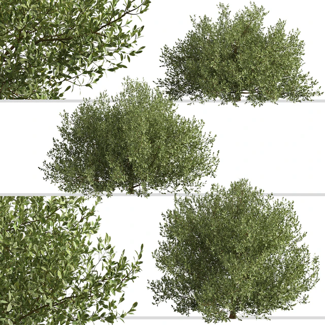 Set of Buxus bodinieri Shrubs (Buxus) (3 Shrubs) — Descargar