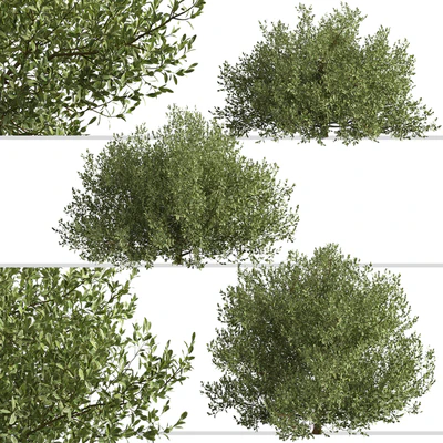 Set of Buxus bodinieri Shrubs (Buxus) (3 Shrubs) — Ver 2