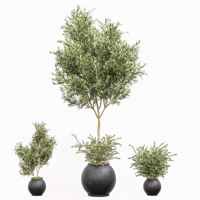 indoor plant olive set 02 — Скачать