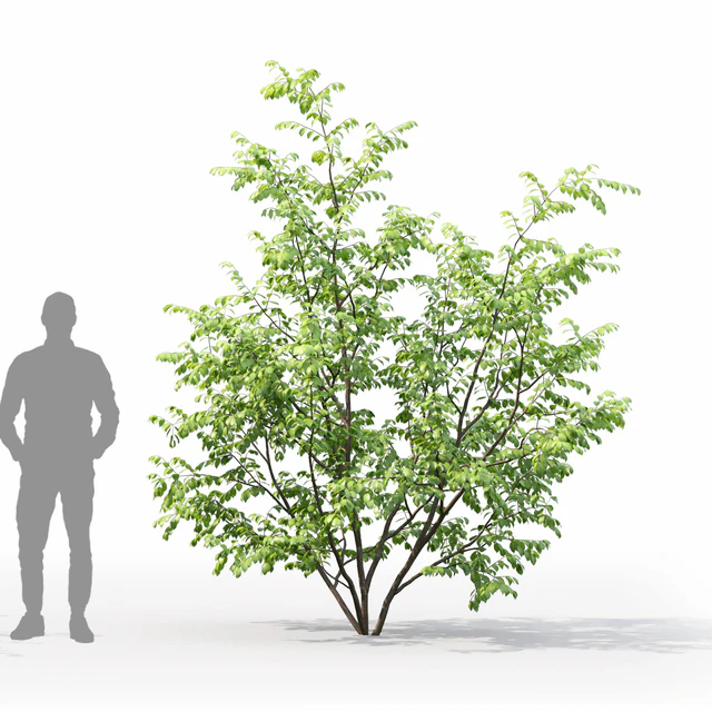 Euonymus forest — Descargar