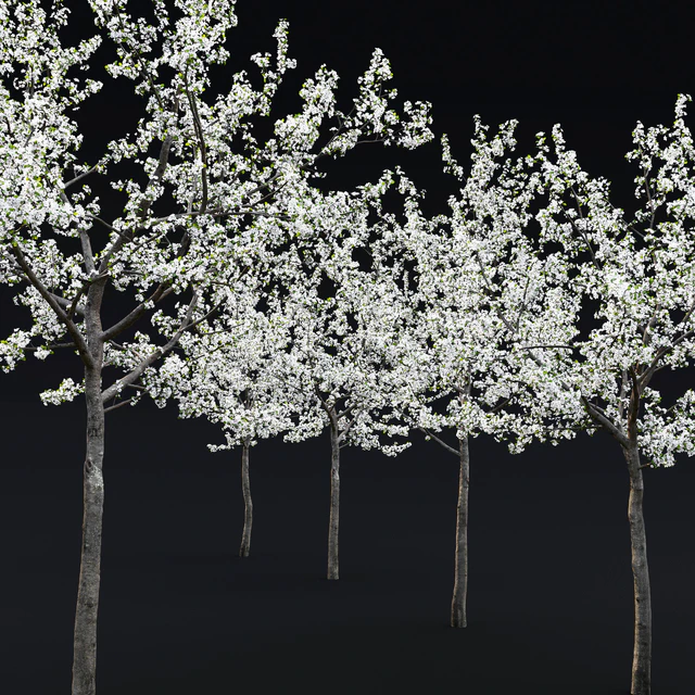 Cherry flowering — Descargar
