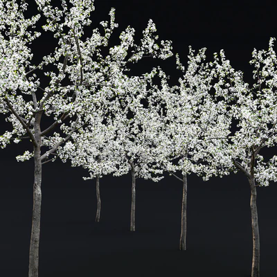 Cherry flowering — Ver 2