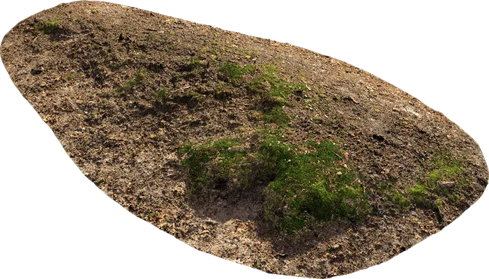 mossy forest ground 001 — Скачать