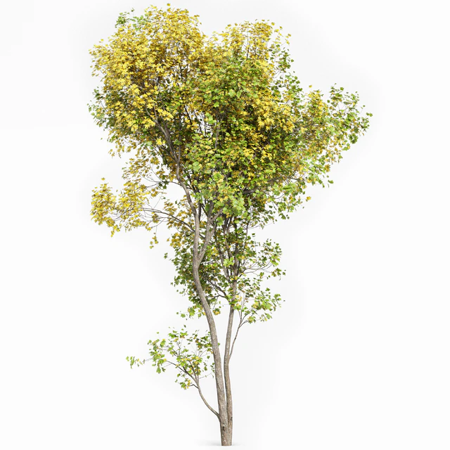 Real Tree Acer Saccharinum Summer-Fall — Скачать