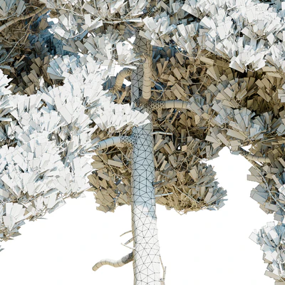 Сосна турецкая(калабрийская) Pinus brutia Набор — Вид 2