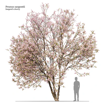 Prunus sargentii — Вид 1