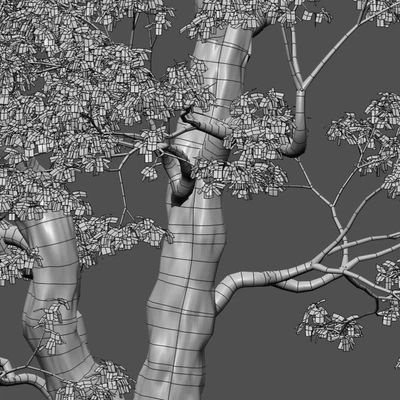 Cinnamomum camphora 02 — Ver 3