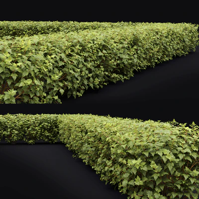 Physocarpus hedge — Вид 3