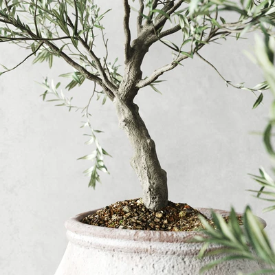 Olive European In Antique Vessels — Ver 3