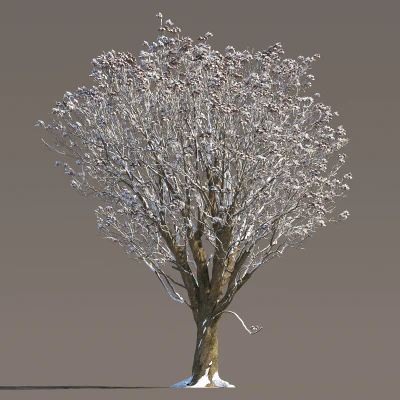 055 winter — Descargar