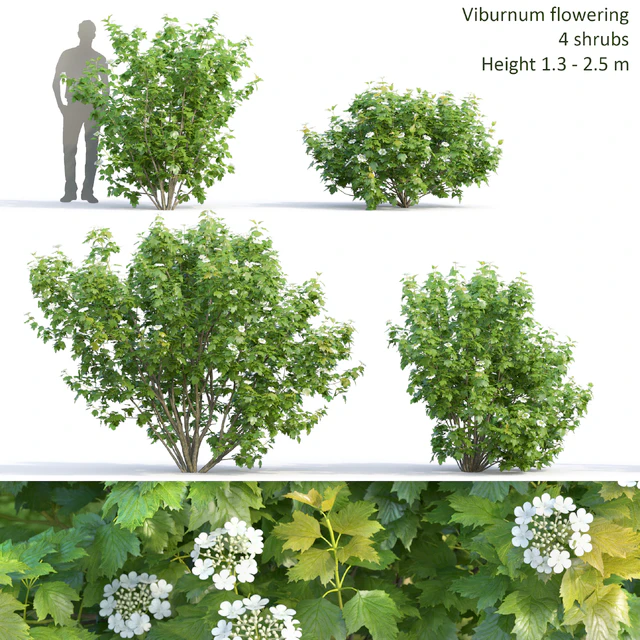 Viburnum — Descargar