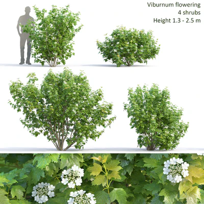 Viburnum — Ver 1