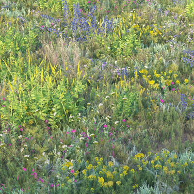 Blooming meadow grass 2 — Ver 2
