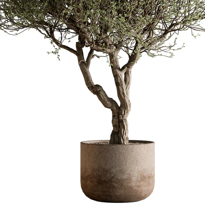 Outdoor Plants 594 - Tree in Pot — Ver 2