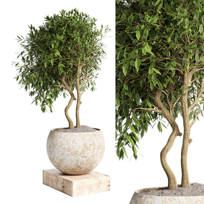 Outdoor plant in concrete pot 12 — Вид 3
