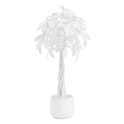 Pachira Aquatica in Dark Planter — Ver 4