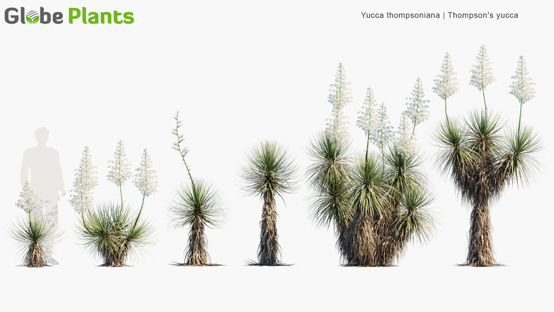 yucca thompsoniana — Download