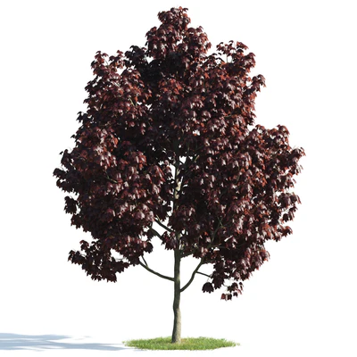 trees 020 — Descargar