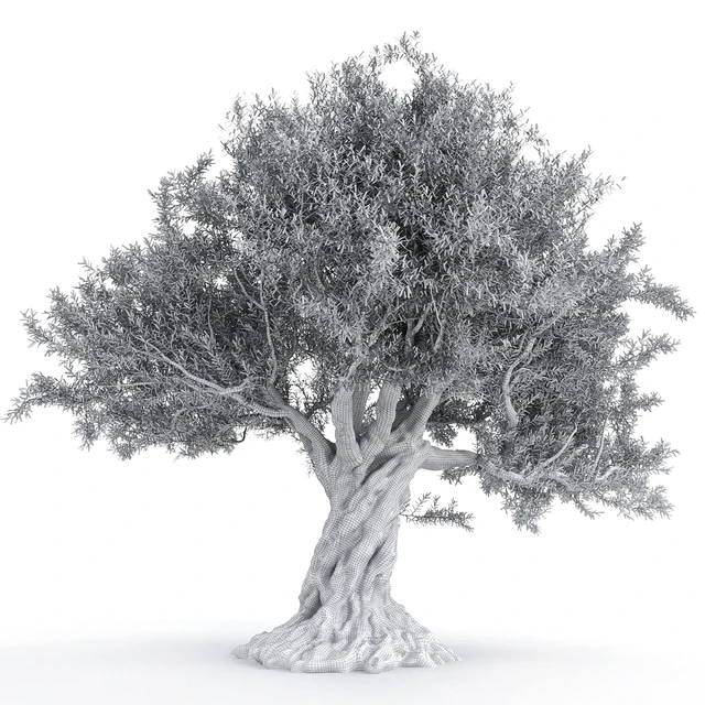 Olive tree 2 — Descargar