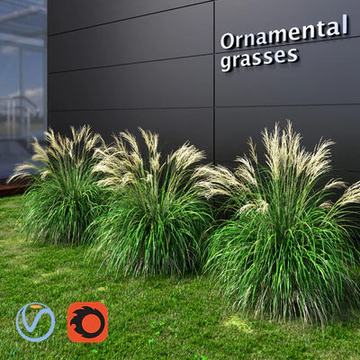 Ornamental grass Miscanthus small — Ver 1