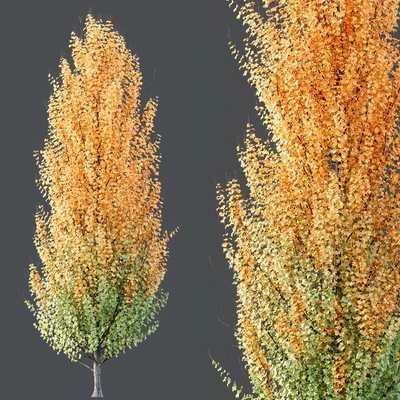 Maple Sapindaceae and Acer Saccharinum Fall trees — Вид 3
