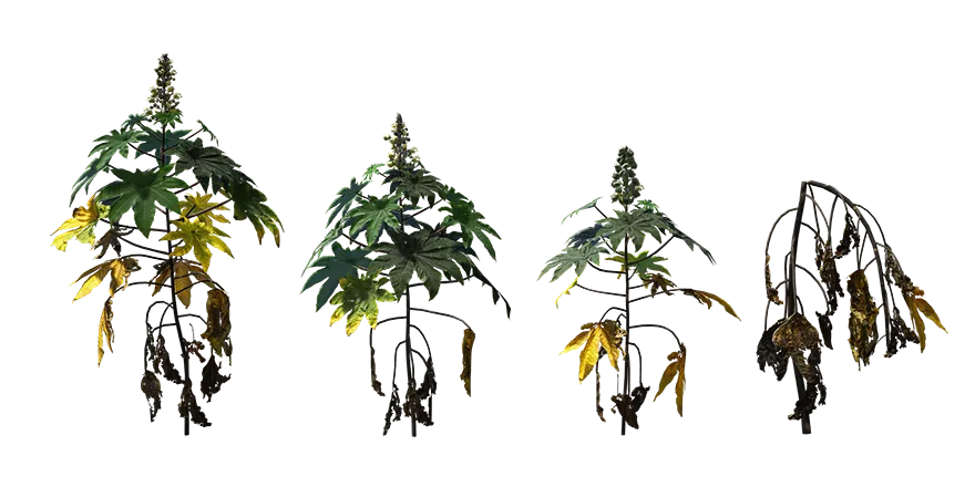 castor oil plant 001 — Скачать