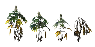castor oil plant 001 — Скачать