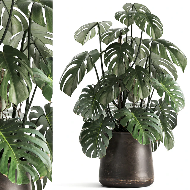 An exotic plant in a rusty metal pot with a Monstera bush. 1001. — Descargar